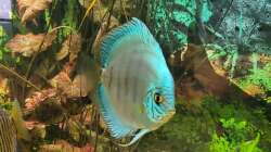 Besatz im Aquarium Diskusgarten