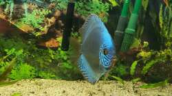 Besatz im Aquarium Diskusgarten