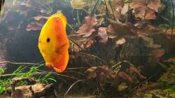 Besatz im Aquarium Diskusgarten