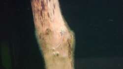 Besatz im Aquarium Schaubecken / Hornbach Weserpark