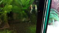 hier mal ein besseres Bild eines Sturisoma festivum´s...