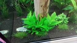 Pflanzen im Aquarium Schaubecken / Hornbach Weserpark