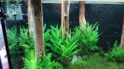 Aquarium Schaubecken / Hornbach Weserpark