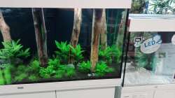 Pflanzen im Aquarium Schaubecken / Hornbach Weserpark