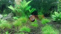 ...Neritina pulligera gehört zu den besten Algenfressern die im Handel verfügbar