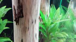 Sturisoma festivum ...