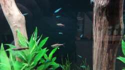 Nannostomus beckfordi (M im Vordergrund) und Paracheirodon simulans (Gruppe)