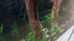 Aquarium Schaubecken / Hornbach Weserpark