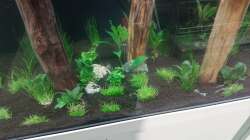 Aquarium Schaubecken / Hornbach Weserpark