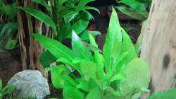 Besatz im Aquarium Schaubecken / Hornbach Weserpark