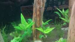 Dekoration im Aquarium Schaubecken / Hornbach Weserpark