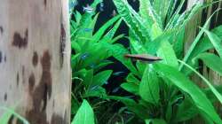 Nannostomus beckfordi ( M  im Vordergrund) dahinter eines seiner Weibchen und die