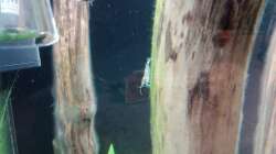 Dekoration im Aquarium Schaubecken / Hornbach Weserpark