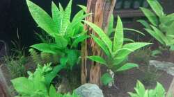 Pflanzen im Aquarium Schaubecken / Hornbach Weserpark