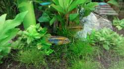 und wieder das Apistogramma macmasteri Paar ( M ist in der mitte und W leicht dahinter