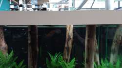 Aquarium Schaubecken / Hornbach Weserpark