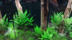 Paracherodon simulans fühlen sich wohl sehr sicher, daher der aufgelockerte Schwarm...