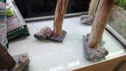 ...man sieht ganz gut die Haselnussstämme