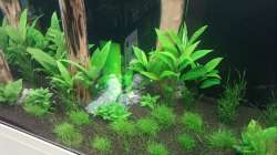 ...der ´Rasen´ wird langsam immer dichter ^^