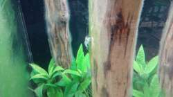 Dekoration im Aquarium Schaubecken / Hornbach Weserpark