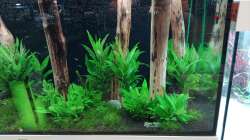 Aquarium Schaubecken / Hornbach Weserpark