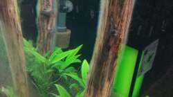 Dekoration im Aquarium Schaubecken / Hornbach Weserpark