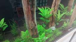 Dekoration im Aquarium Schaubecken / Hornbach Weserpark