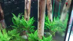 Besatz im Aquarium Schaubecken / Hornbach Weserpark