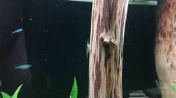 Besatz im Aquarium Schaubecken / Hornbach Weserpark