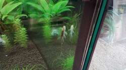 kleiner Sturisoma festivum...