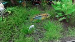 Sturisoma festivum und Apistogramma macmasteri ( M ) 