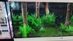 Aquarium Schaubecken / Hornbach Weserpark