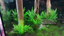 Besatz im Aquarium Schaubecken / Hornbach Weserpark