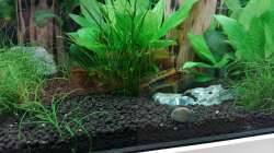 Apistogramma macmasteri Paar ( M im Vordergrund) 