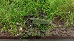 Besatz im Aquarium Schaubecken / Hornbach Weserpark