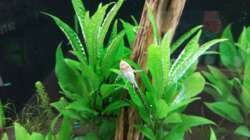 Sturisoma festivum...