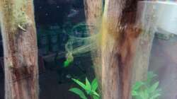 leichte Algenplage ^^