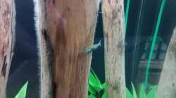 ...die Amano-Garnelen wachsen unglaublich schnell!!! Beim einsetzen waren die Tiere