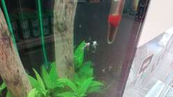 Besatz im Aquarium Schaubecken / Hornbach Weserpark