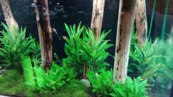 Aquarium Schaubecken / Hornbach Weserpark