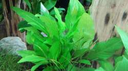 Besatz im Aquarium Schaubecken / Hornbach Weserpark