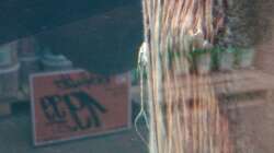 Jungtier von Sturisoma festivum ...