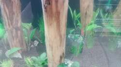 Aquarium Schaubecken / Hornbach Weserpark