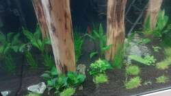 ...Eleocharis-Arten wachsen besonders gut in Soil´s mit zusätzlicher CO²Düngung...