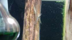 ...hier sogar wieder ein ganzer Trupp ^^