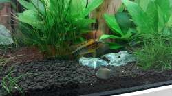 Apistogramma macmasteri ( M )