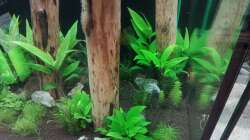 Dekoration im Aquarium Schaubecken / Hornbach Weserpark