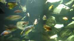 Aquarium Becken 4449