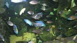 Aquarium Becken 4449