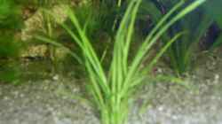 Pflanzen im Aquarium Becken 4453